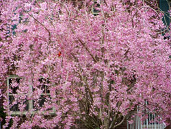 Cardinal in cherry tree