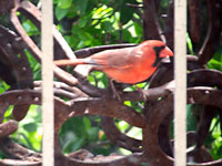 Cardinal out the front door