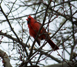 Cardinal in tree