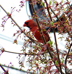 Cardinal in tree