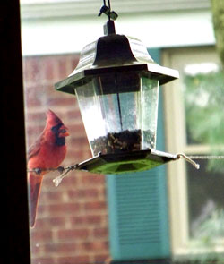 Cardinal at feeder