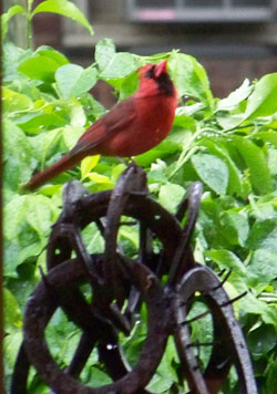 Cardinal out the front door