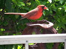 Cardinal out the front door