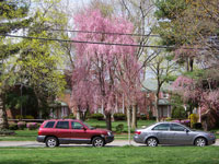 Cherry tree across street