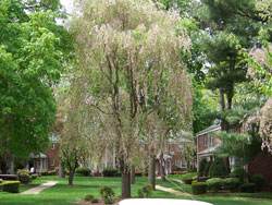 Cherry tree