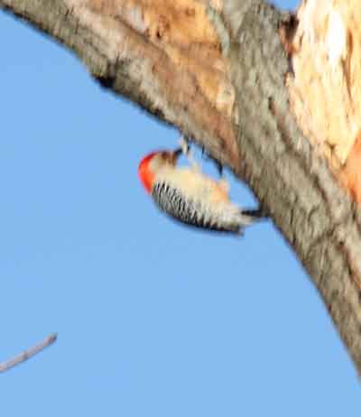 Red Bellied Woodpeckerr