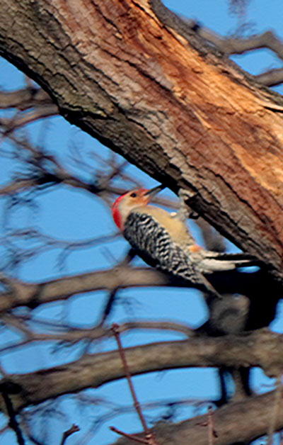 Red-Bellied Woodpecker