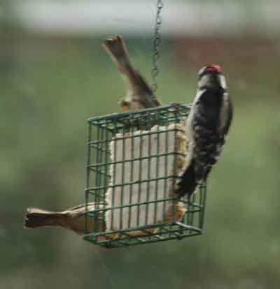 Downy Woodpecker